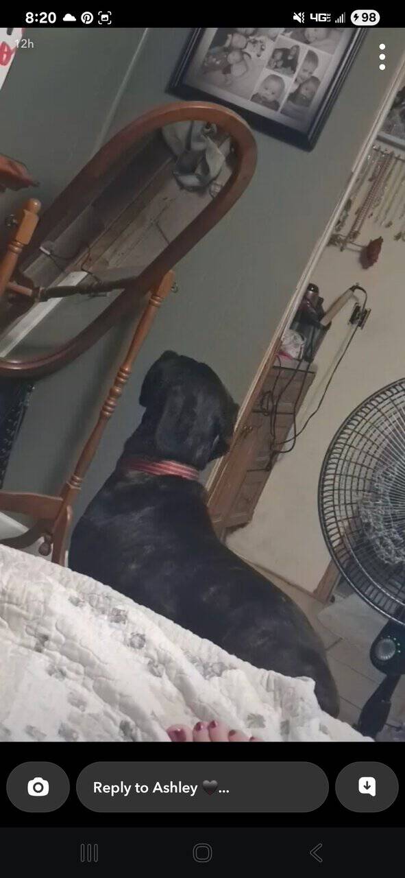 1 year old CKC Cane Corso image 2