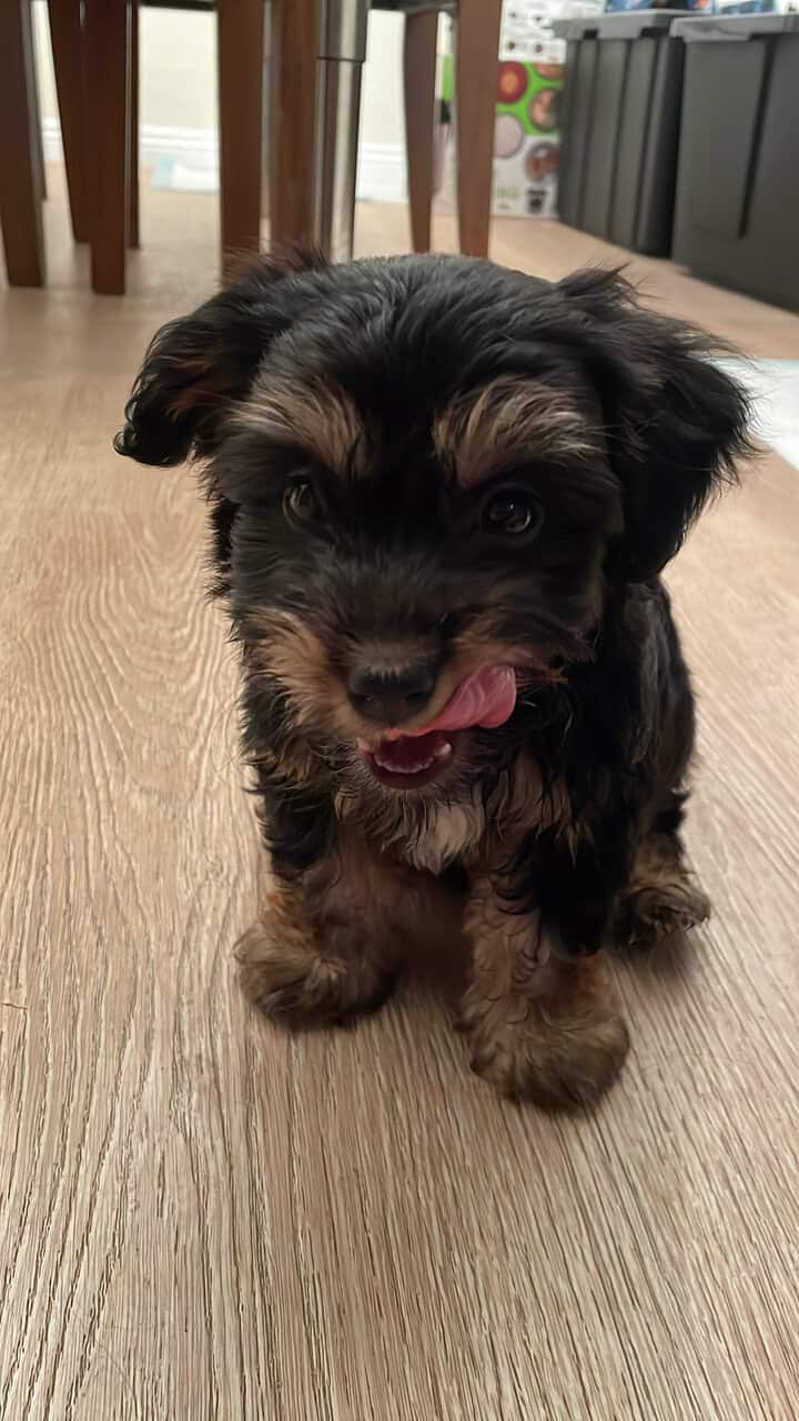 Buddy image 3