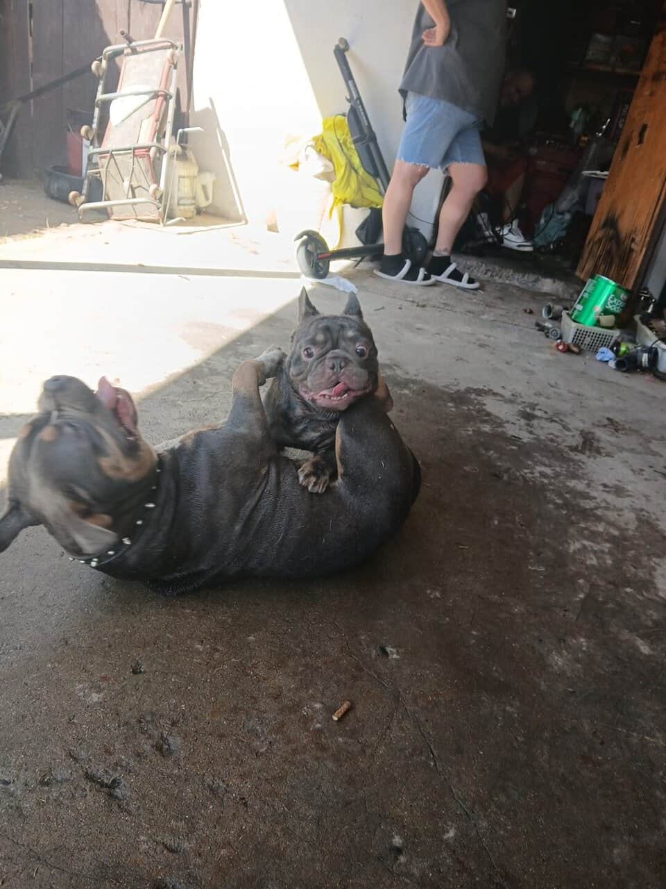 Frenchie image 2