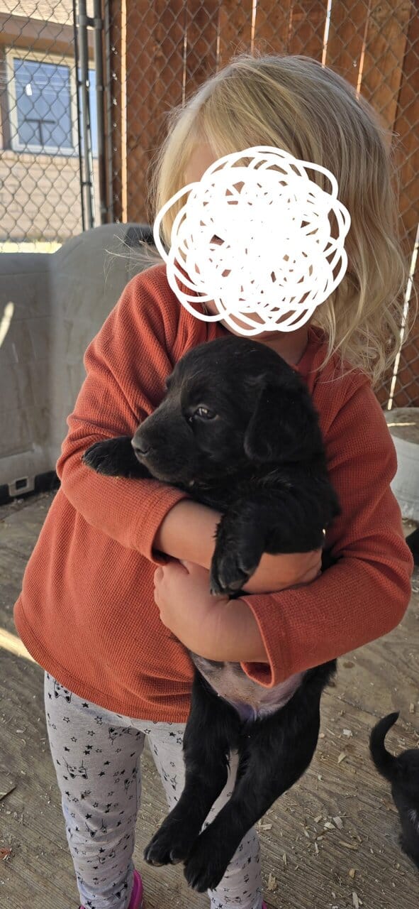 Corgi catahoula mix puppies image 11