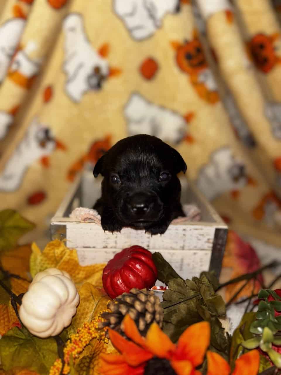Pit mix Puppies image 7