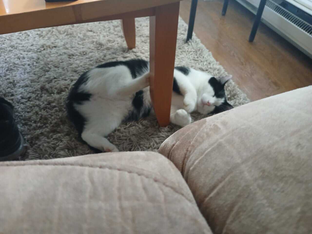 Free cat image 3