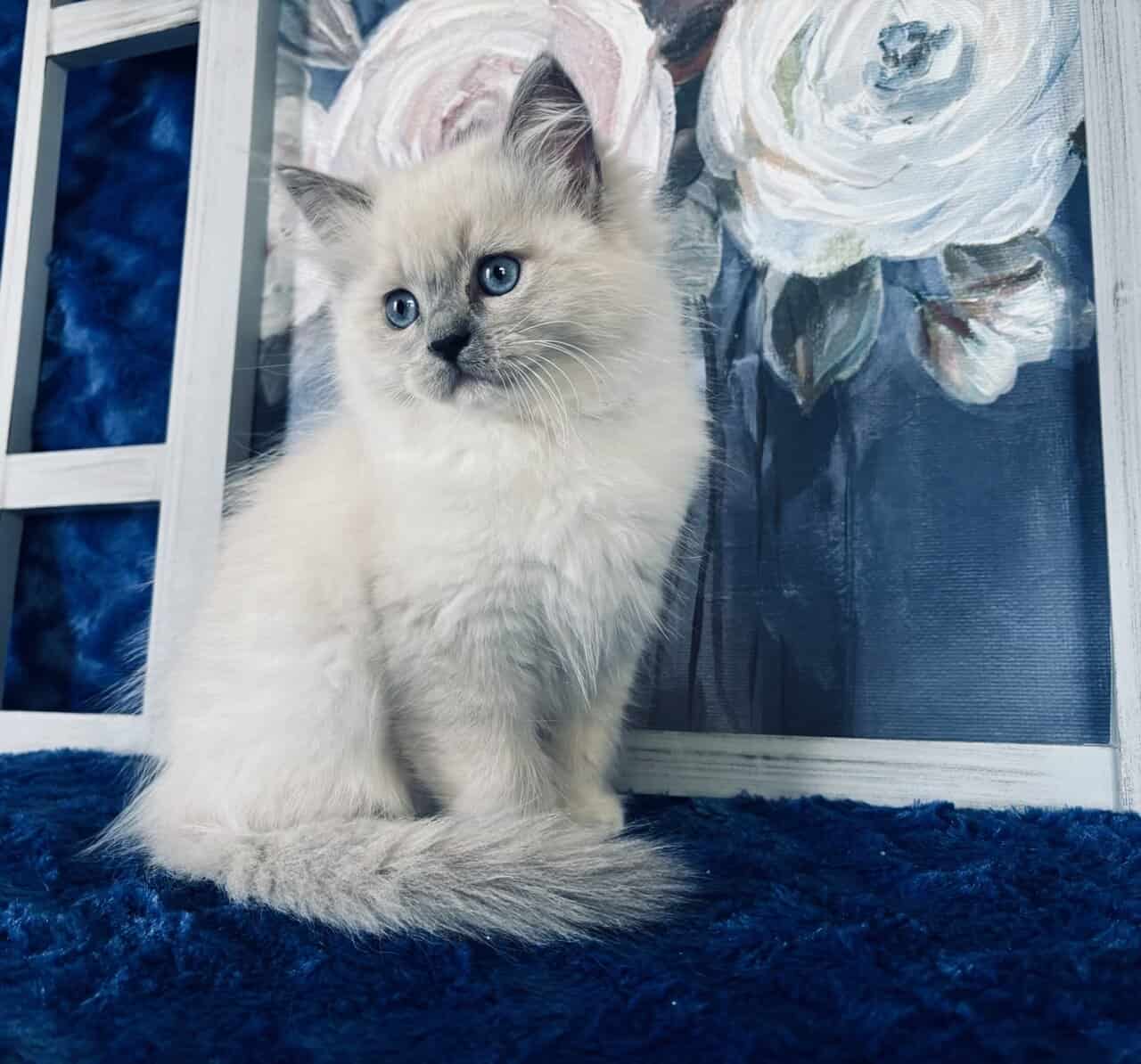 Ragdoll TICA Kittens Champion father $1000 image 2