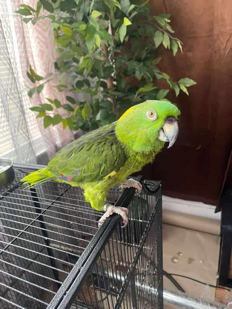 Amazon Bird image 6