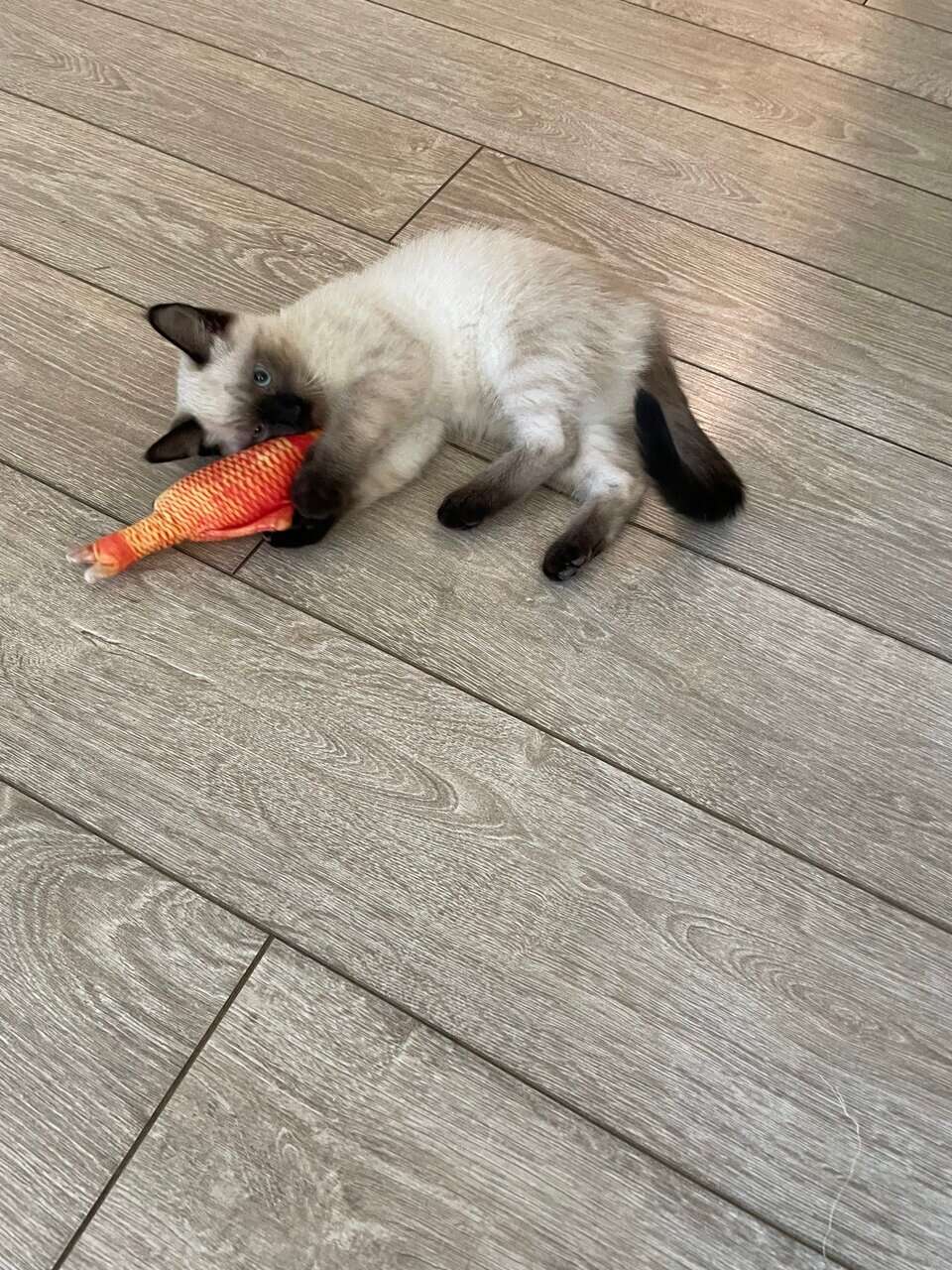 Siamese kitten image 2