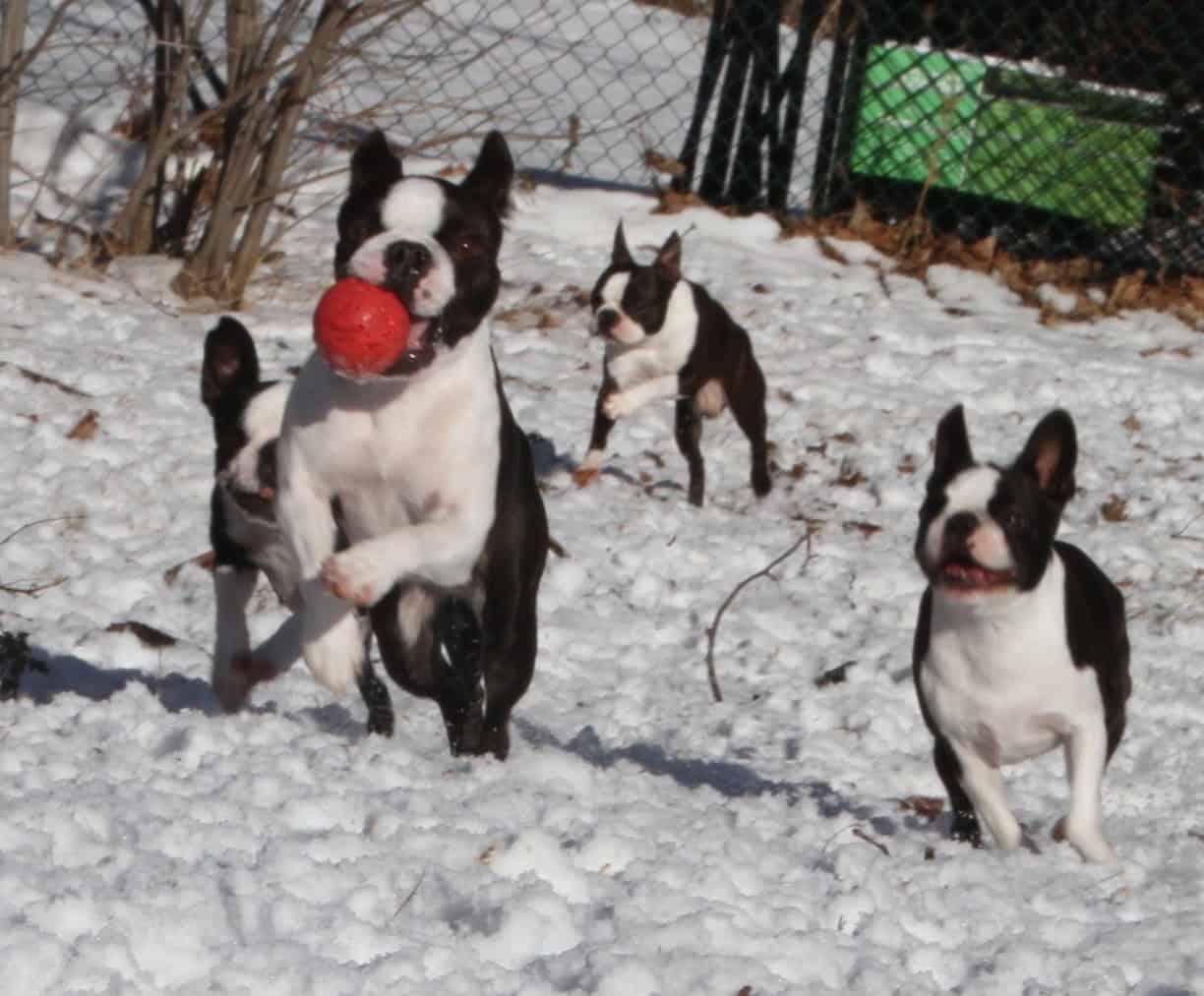 Boston Terrier Puppies image 6