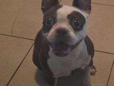 Boston terrier female
