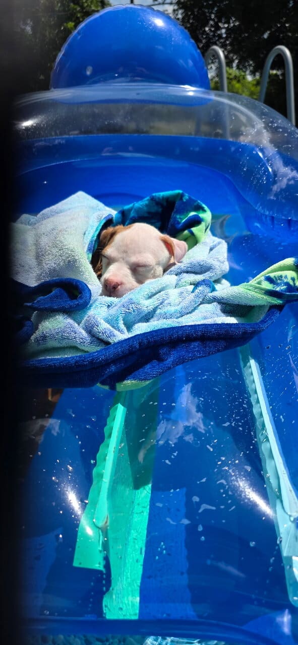 American Pit Bull Puppies image 1