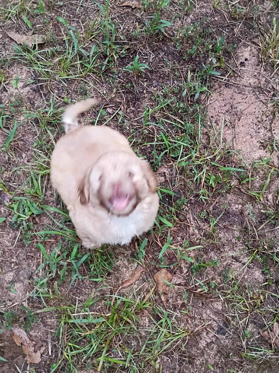 Puppies image 11
