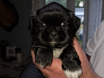 Shih Tzu puppies Available Now