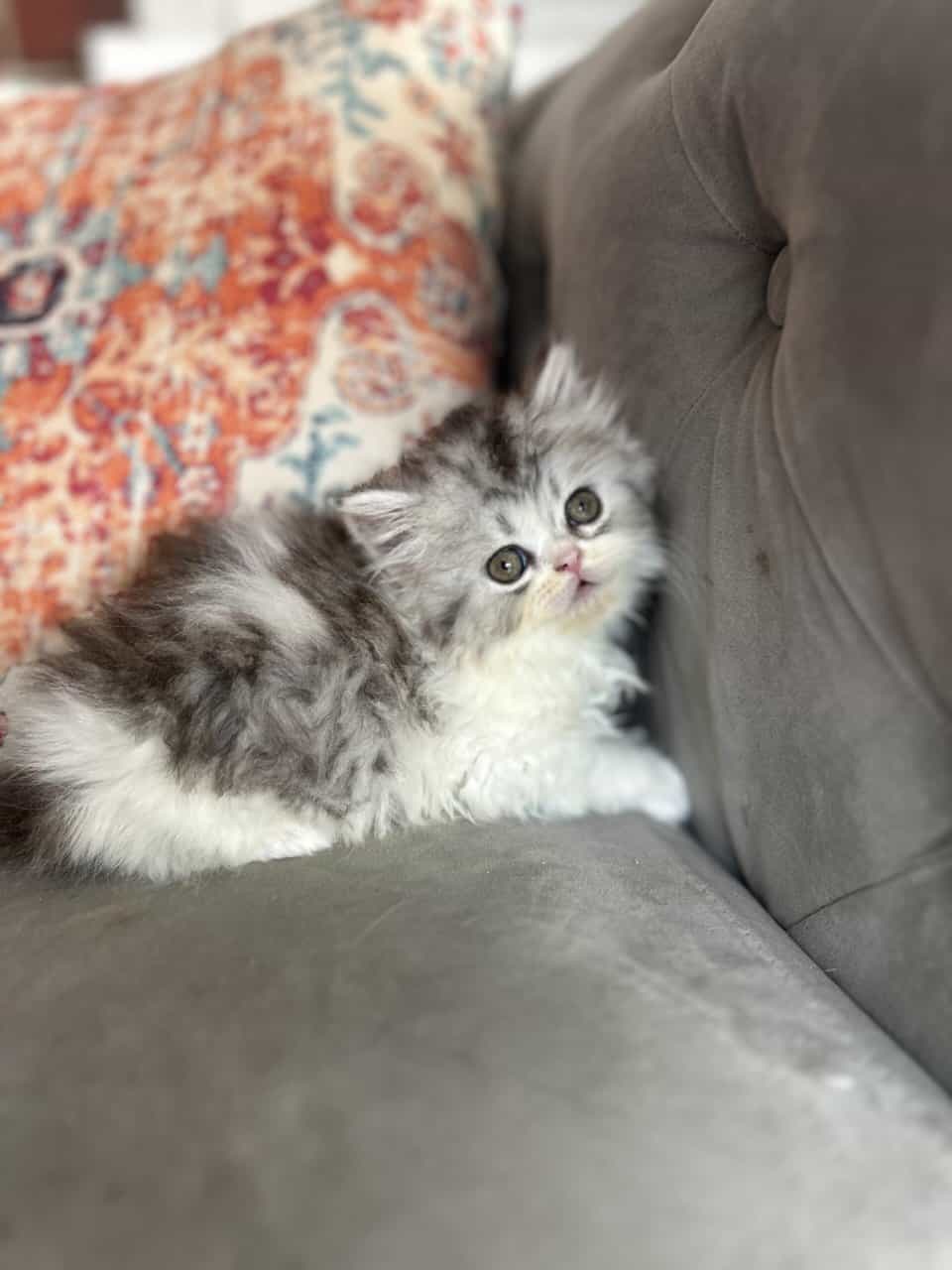 Perrrsians kittens image 8