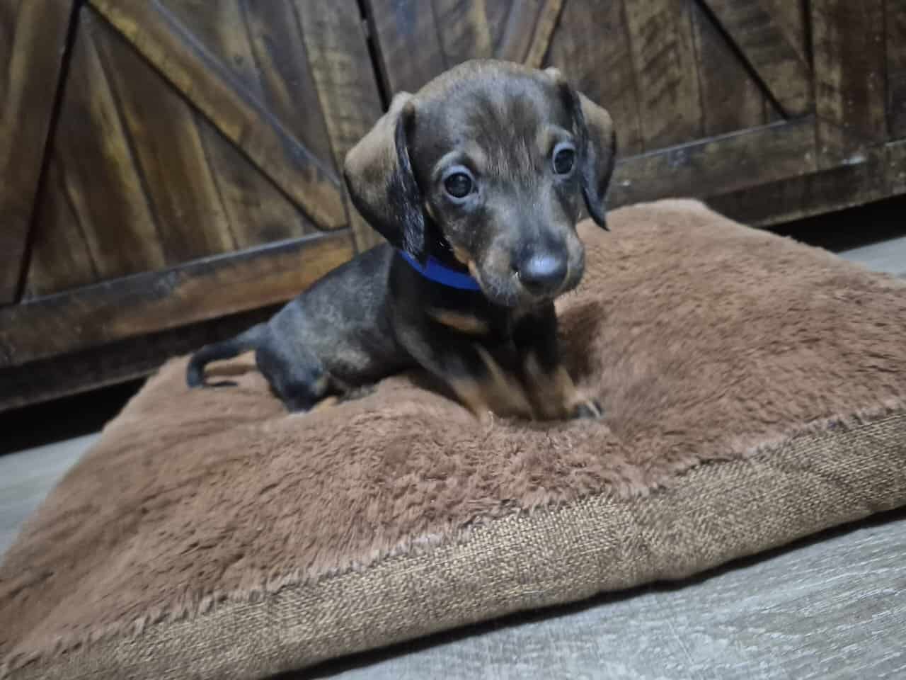 Wirehaired dachshund pups image 2