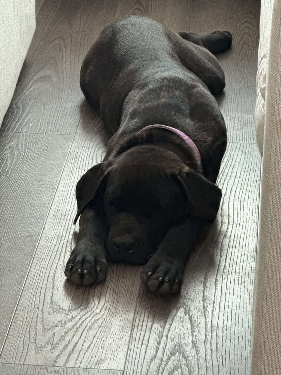 Female cane corso puppy for sale image 1