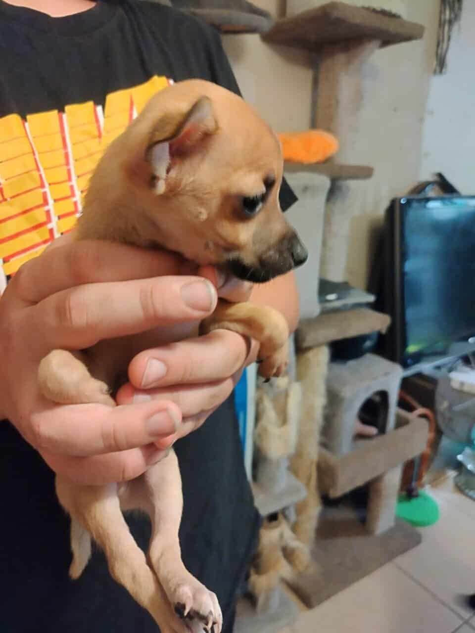 Three Chihuahua puppies in need of forever homes image 2