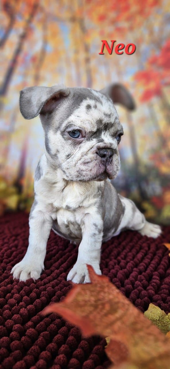 Akc registered french bulldogs image 7