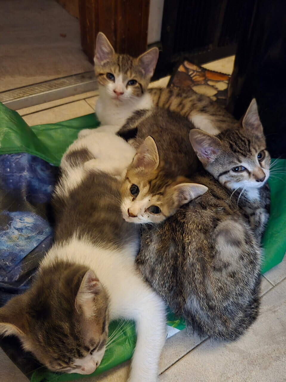 4 twelve week old kittens ready for rehoming image 1