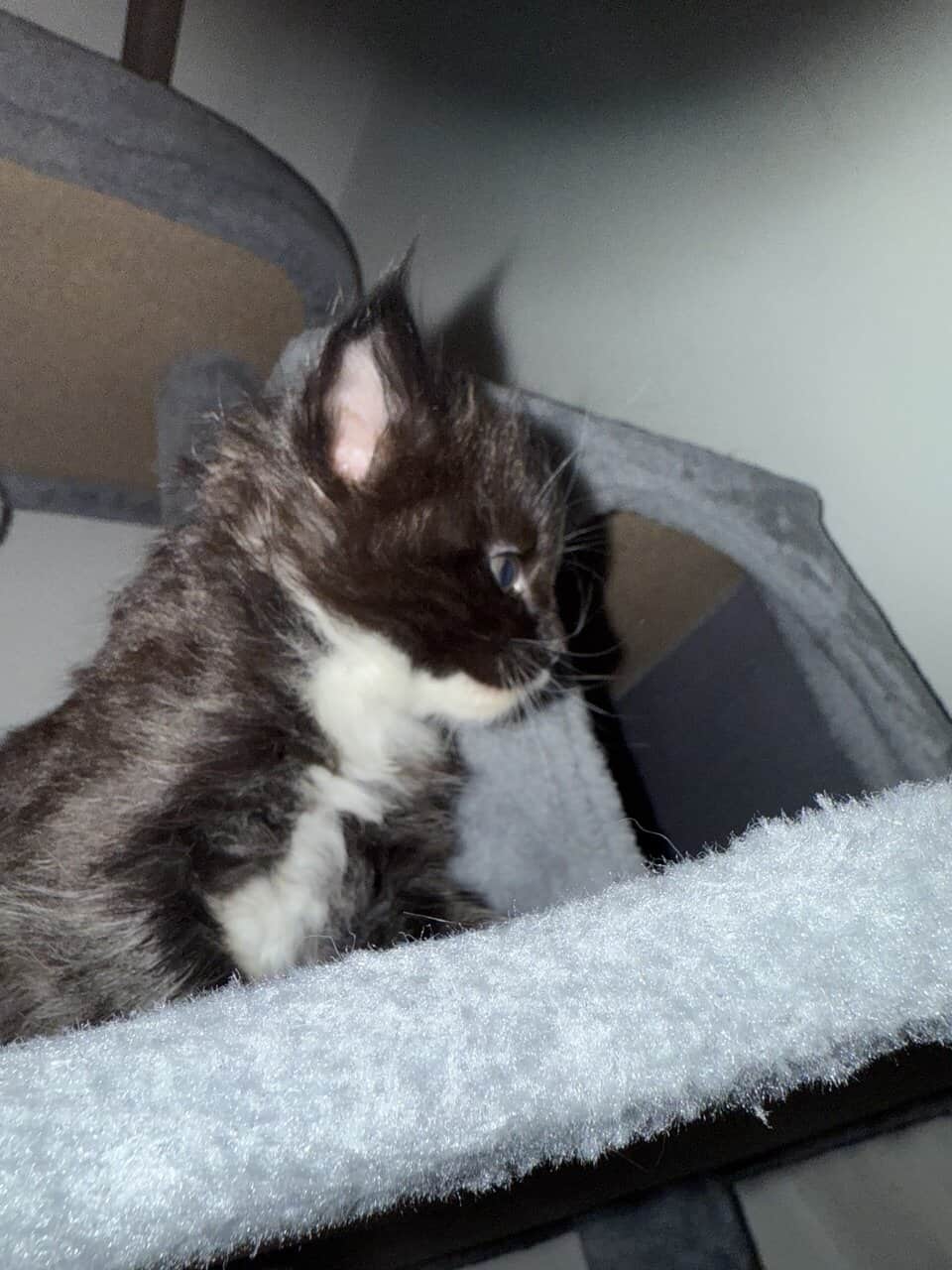 Mainecoon kittens image 8