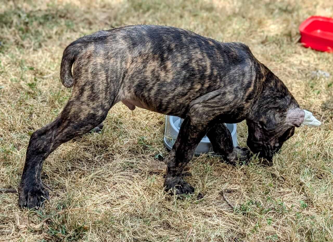 12 week Cane Corso puppy image 2