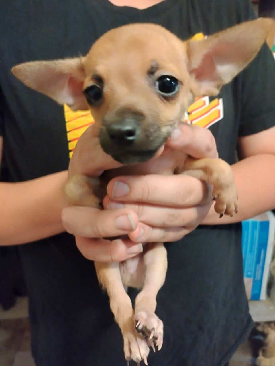 Three Chihuahua puppies in need of forever homes image 3