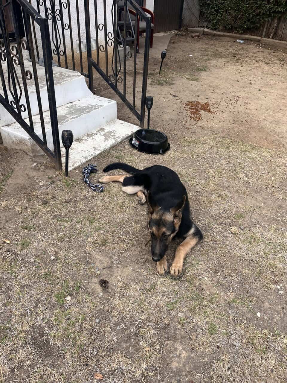 Rehome Puppy, maybe German Shephard mix image 1