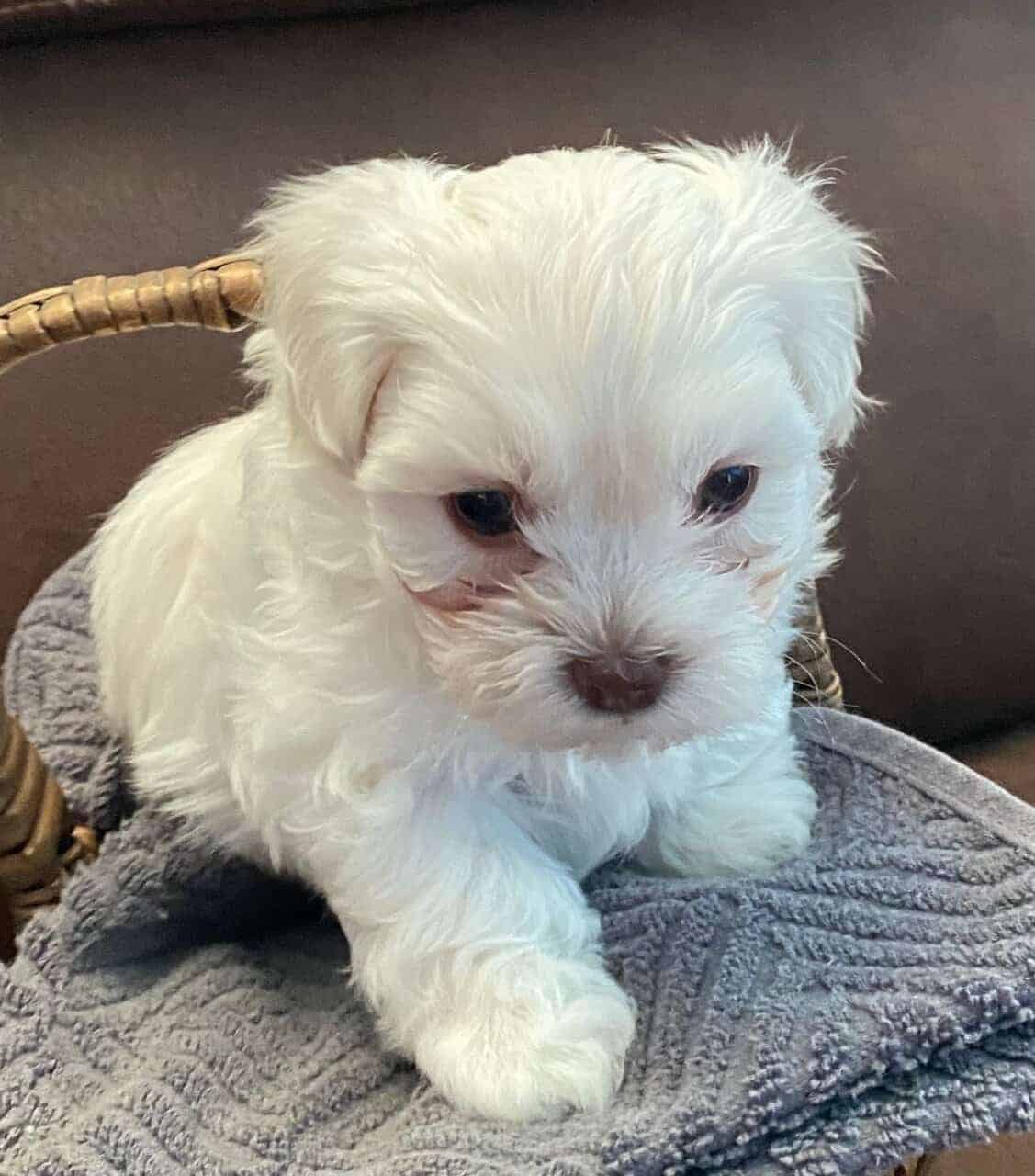 SHIHPOO PUPPIES image 4