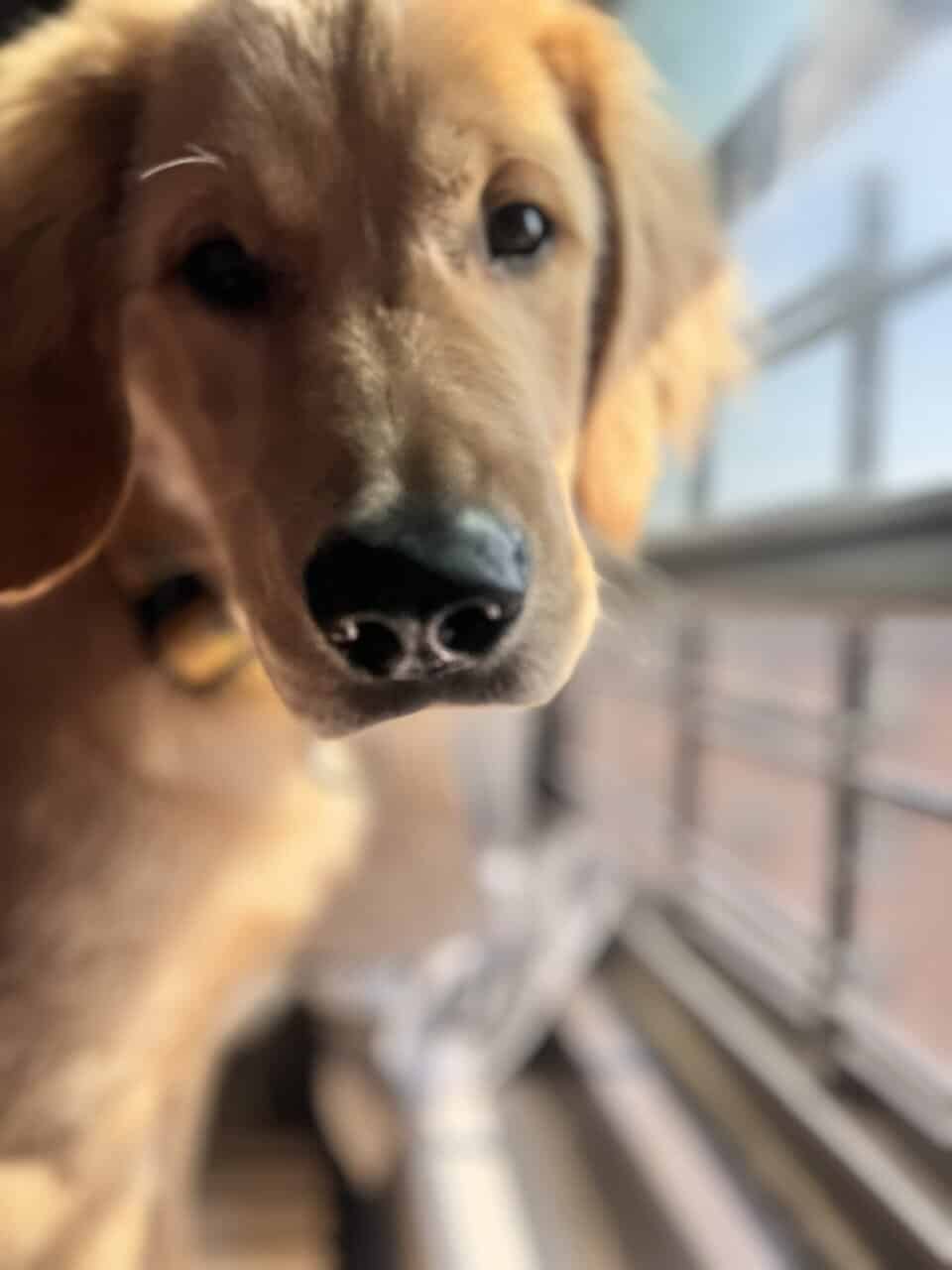 Rehoming Golden Retriever – Needs a Loving Home (Y image 3