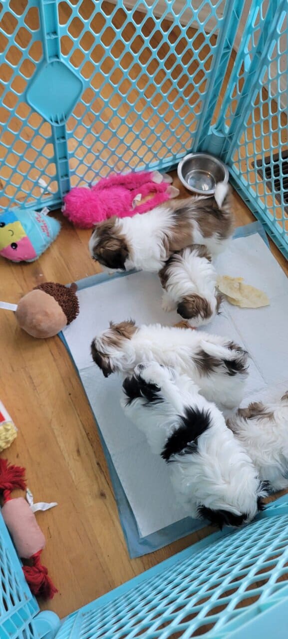 Shi Poo Bichon Puppies image 1