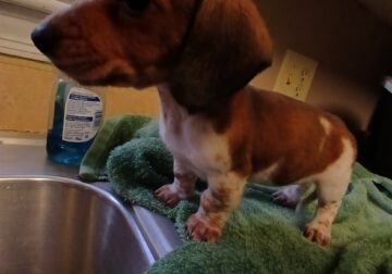Dachschund puppies mini