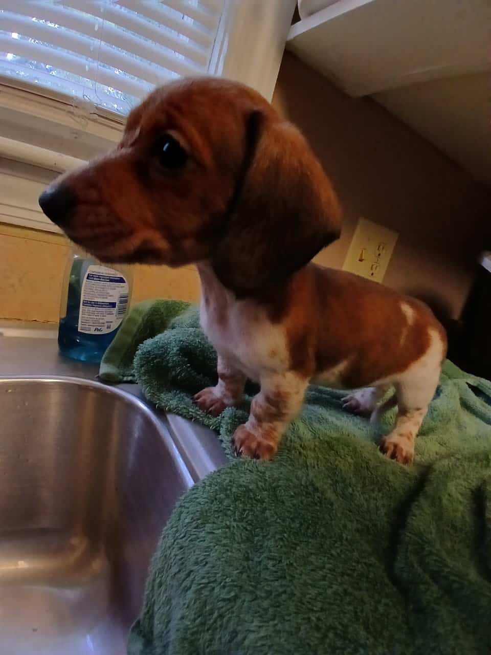 Dachschund puppies mini image 1