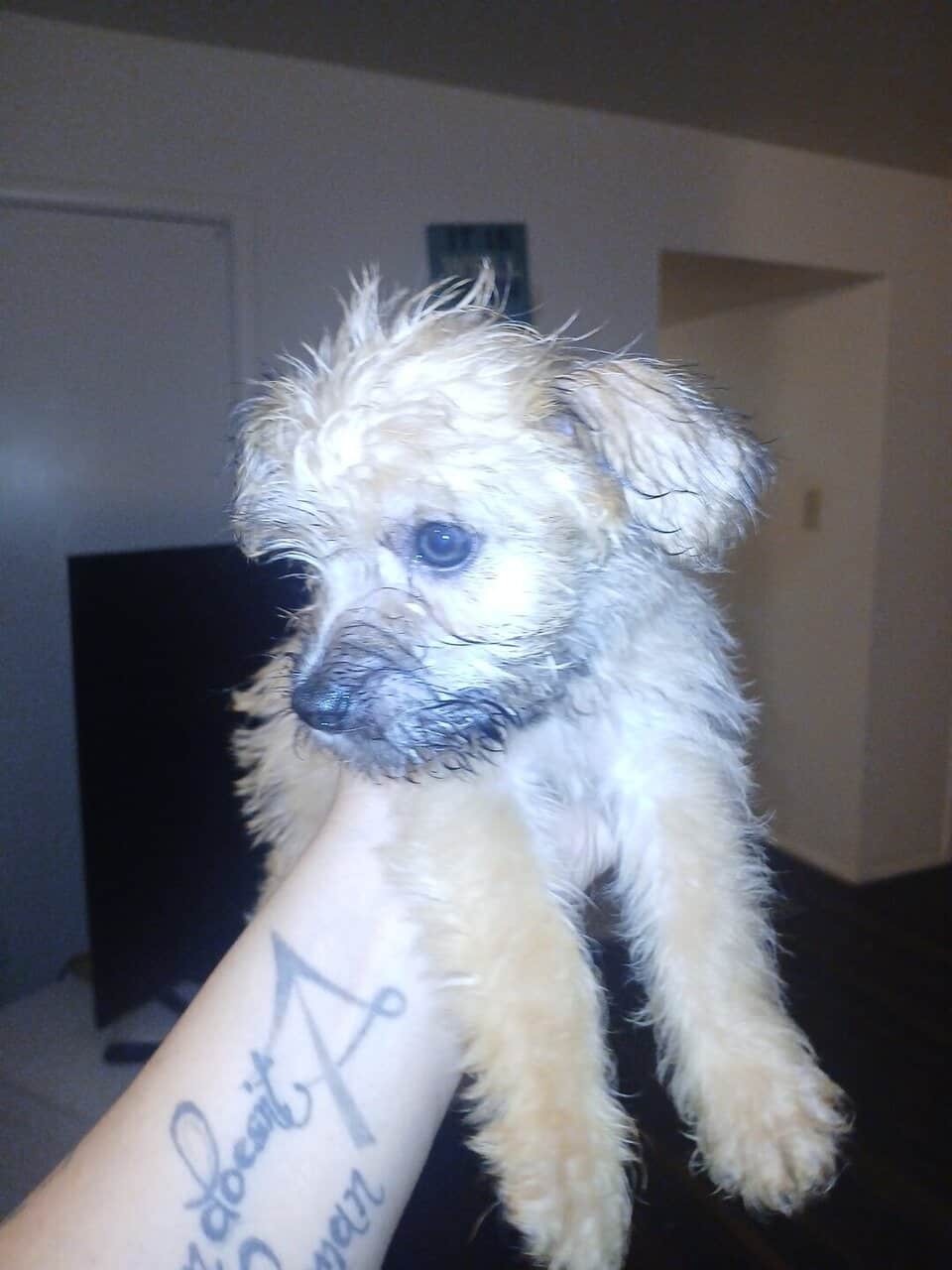 CUTE PUPPIES - Mixed Breed MaltipooTerrier image 5