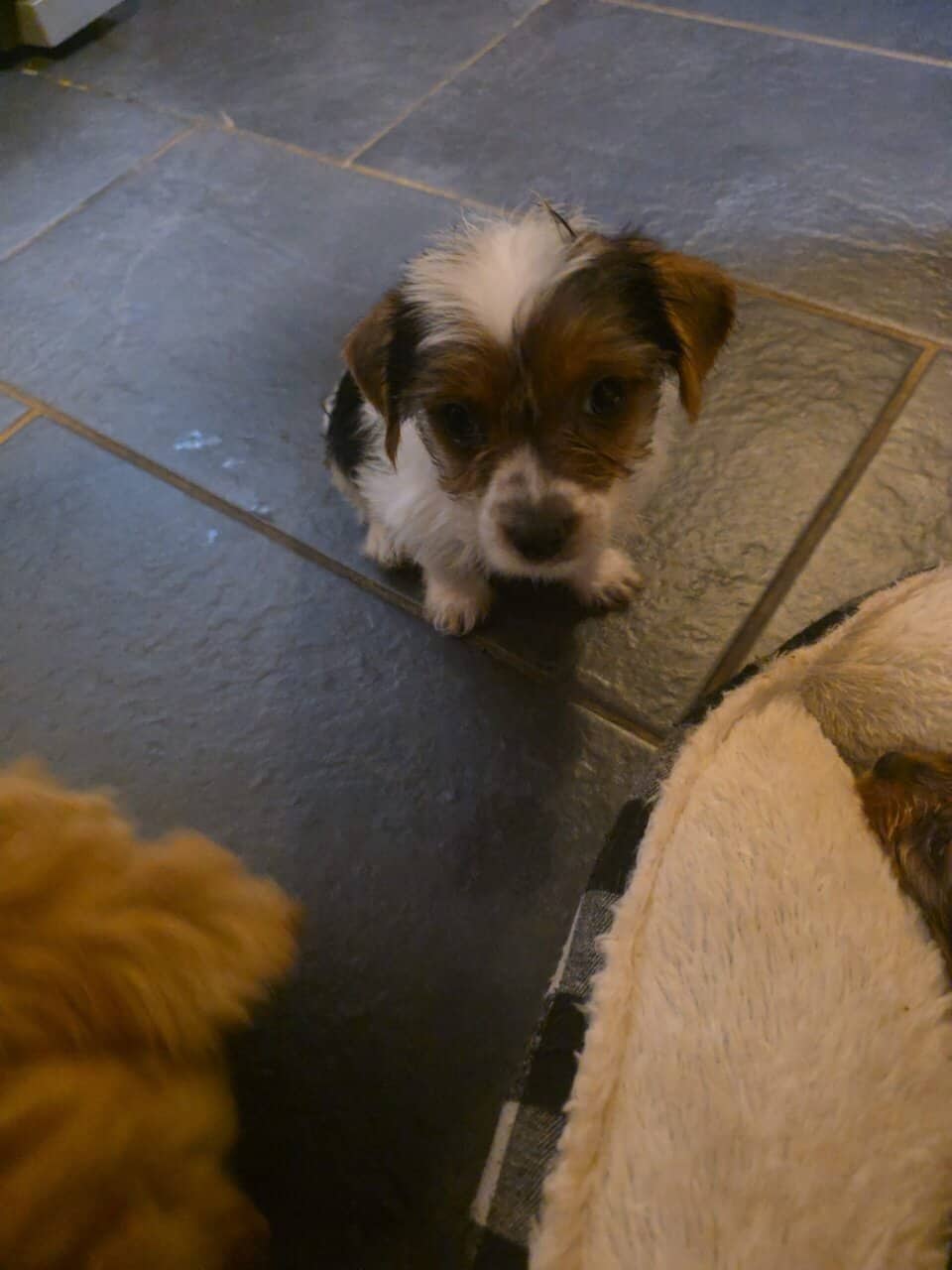 Ckc yorkie puppies image 4