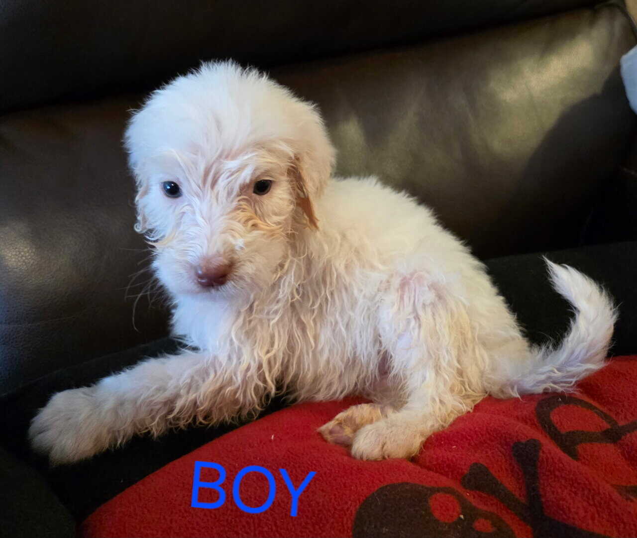 Goldendoodle pups image 2
