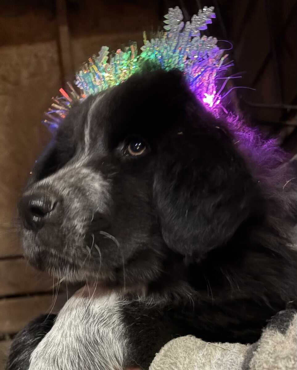 Livestock Guardian pups (LGD) image 4