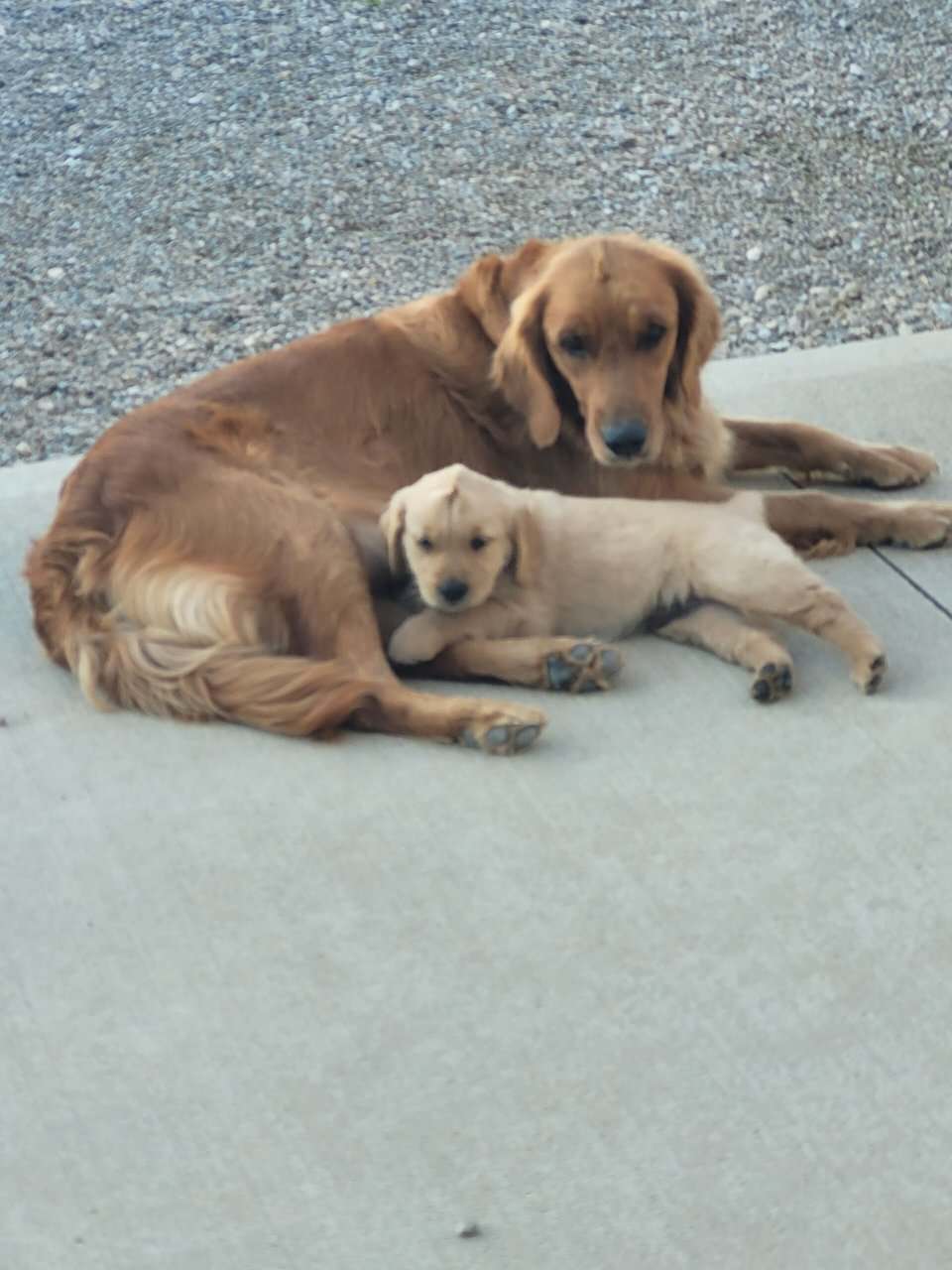 Golden Retriever puppies image 1