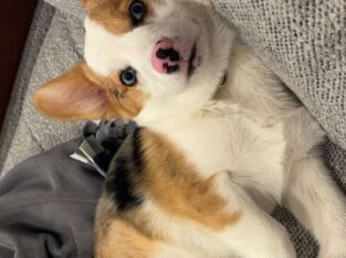 12 month old ready-to-breed Corgi pair!