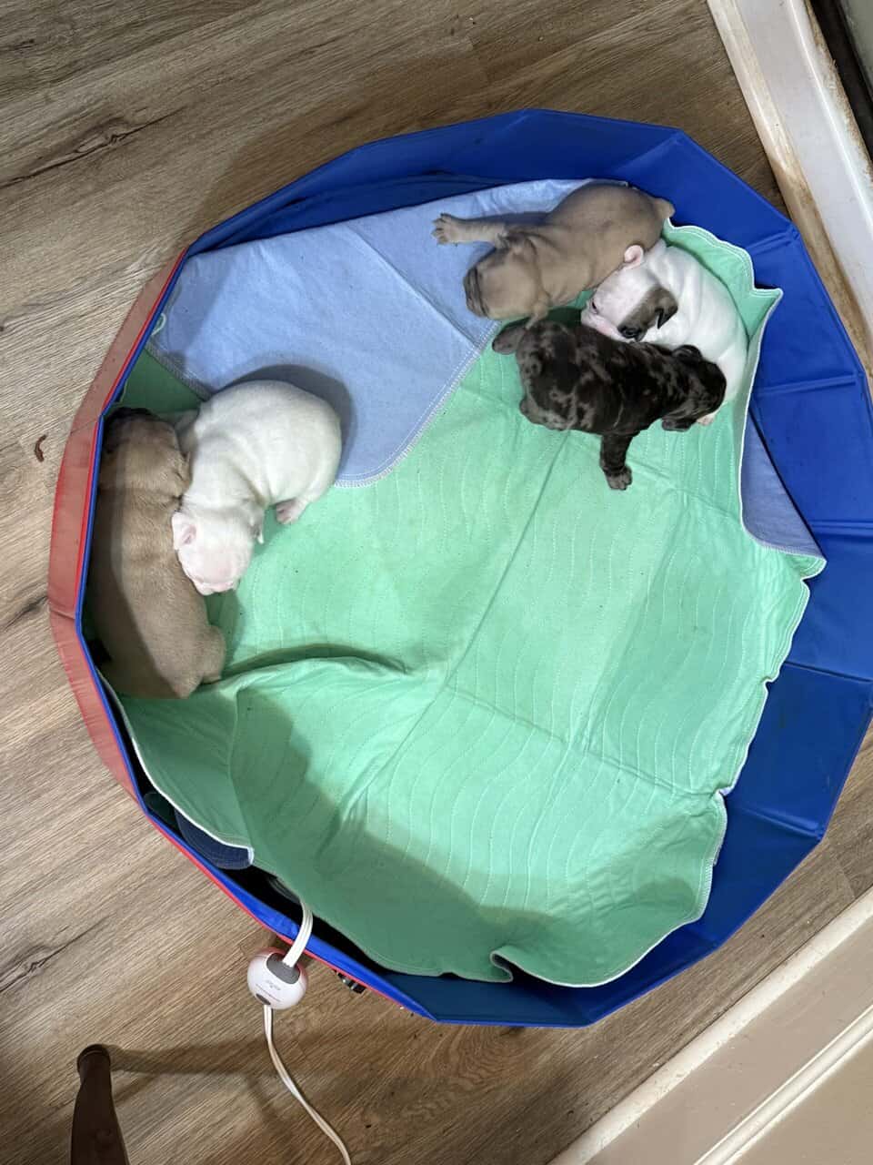 French bulldog babies image 7