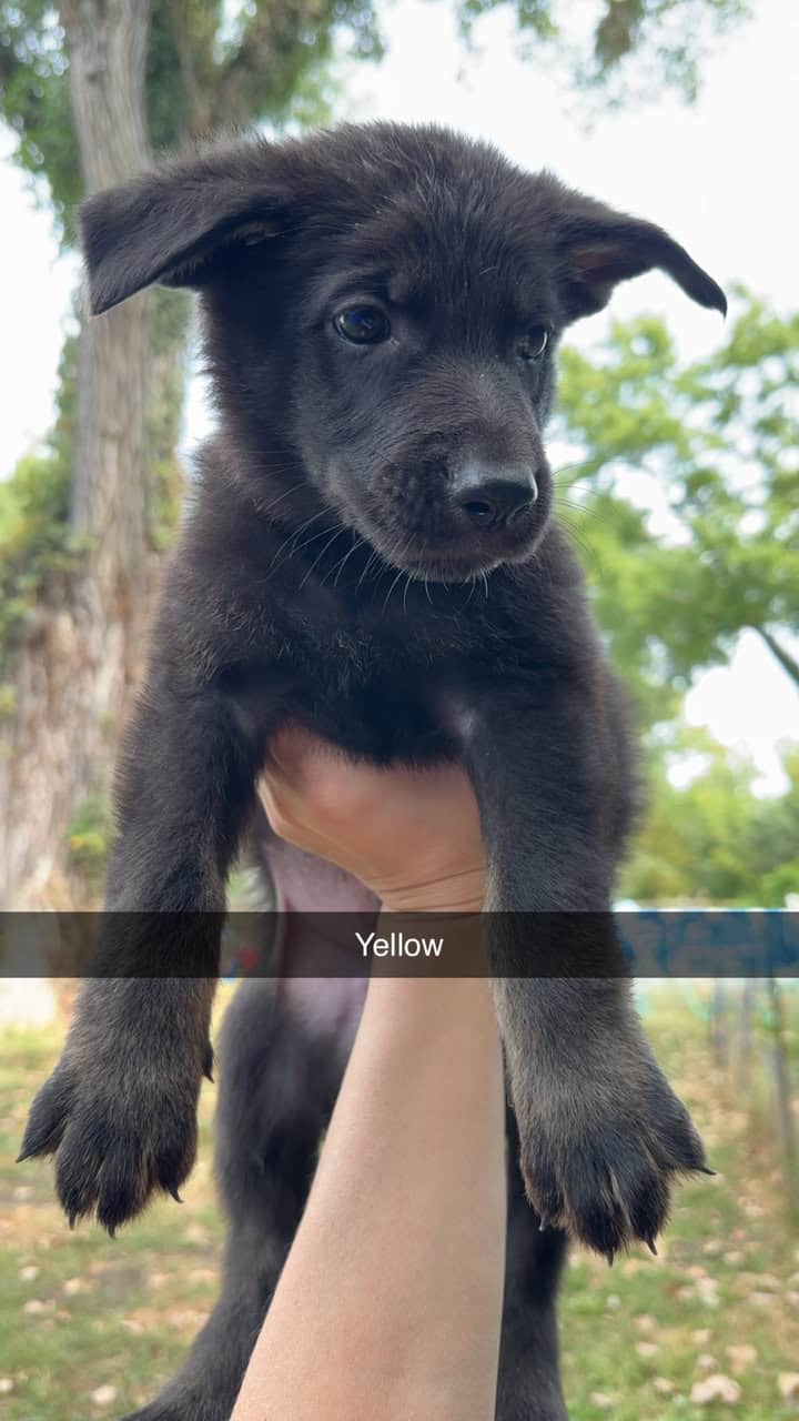 AKC German Shepherd Puppies image 7