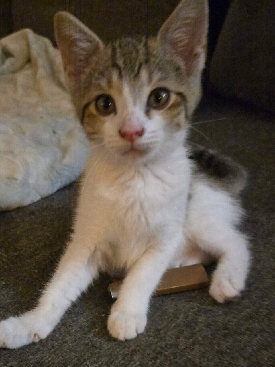 4 twelve week old kittens ready for rehoming image 2