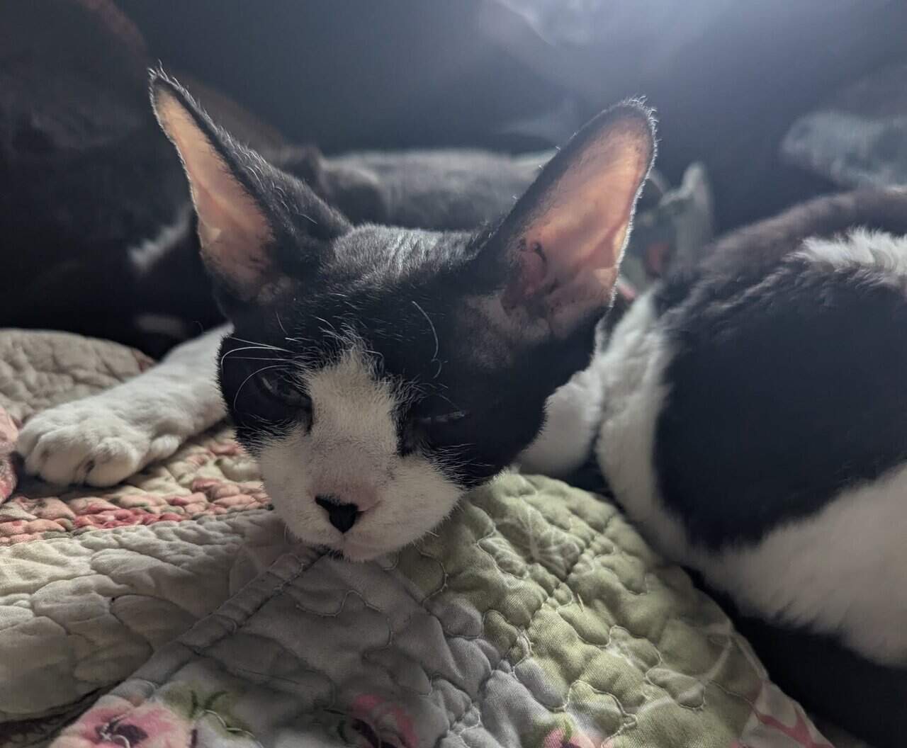 Devon Rex Cats image 2