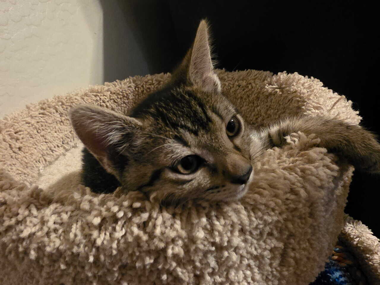 Kittens to good home image 2