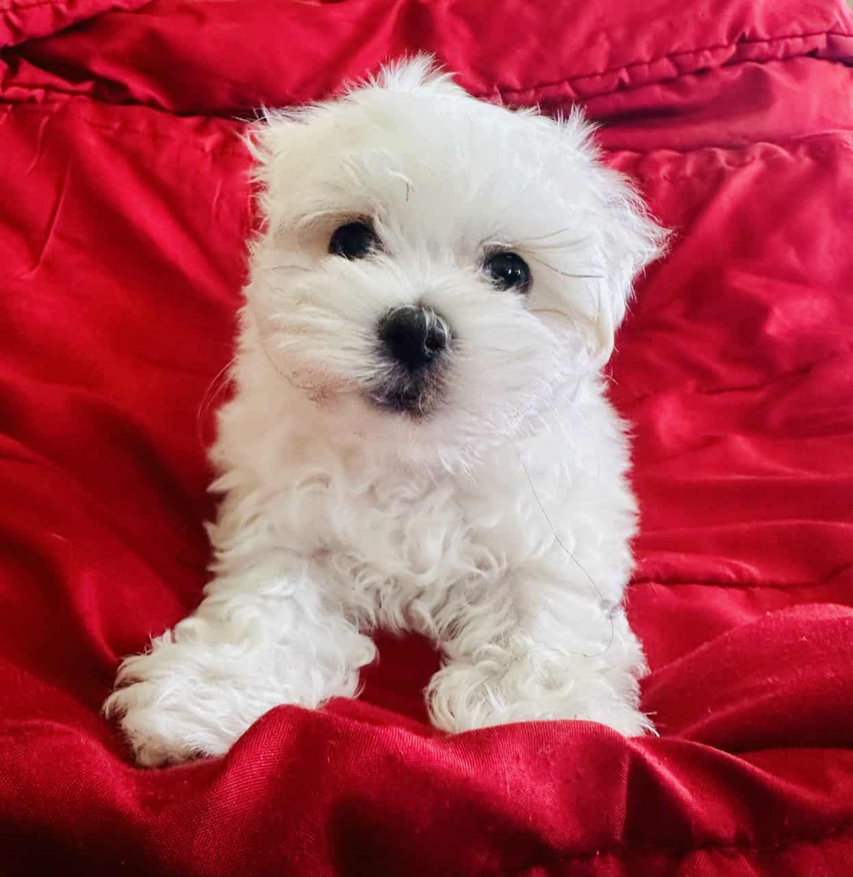 Maltese puppy image 2