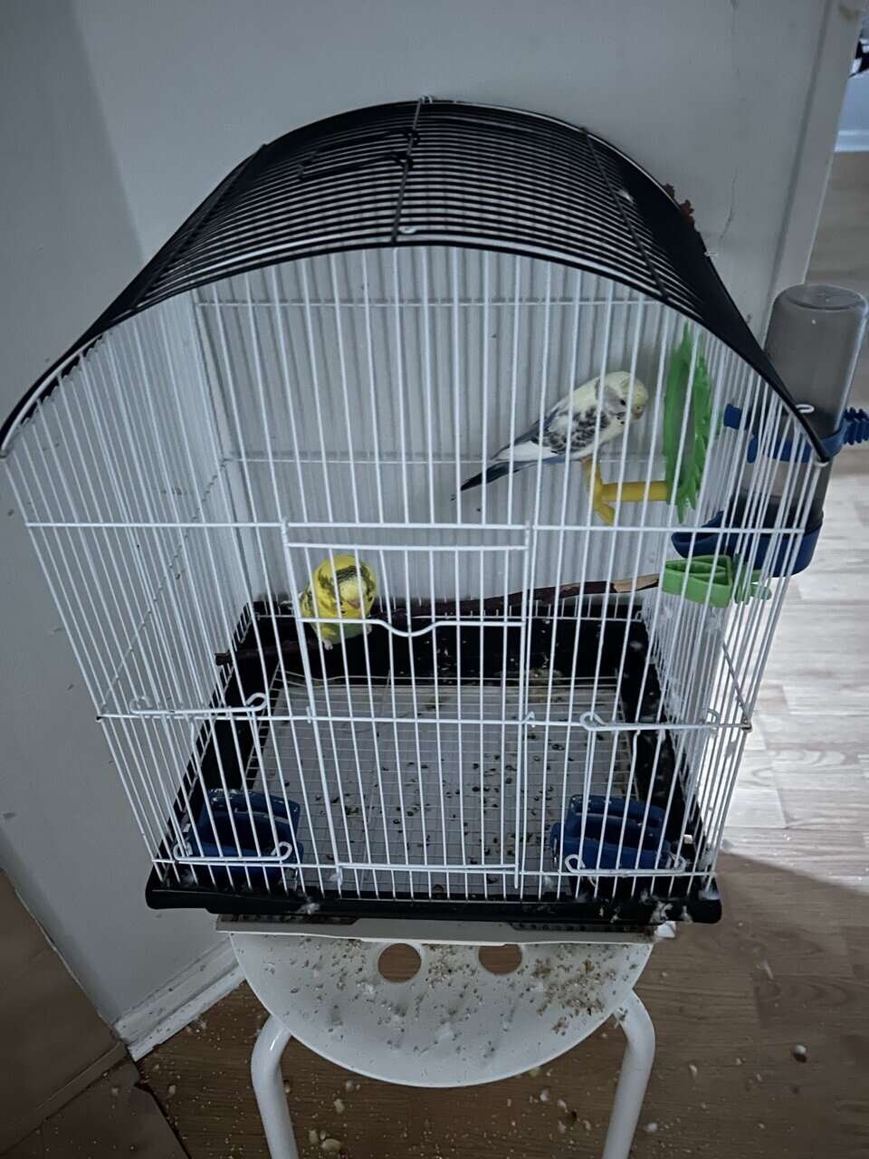 For Sale: 2 Budgies (Pair) – Columbus/Westerville, image 1