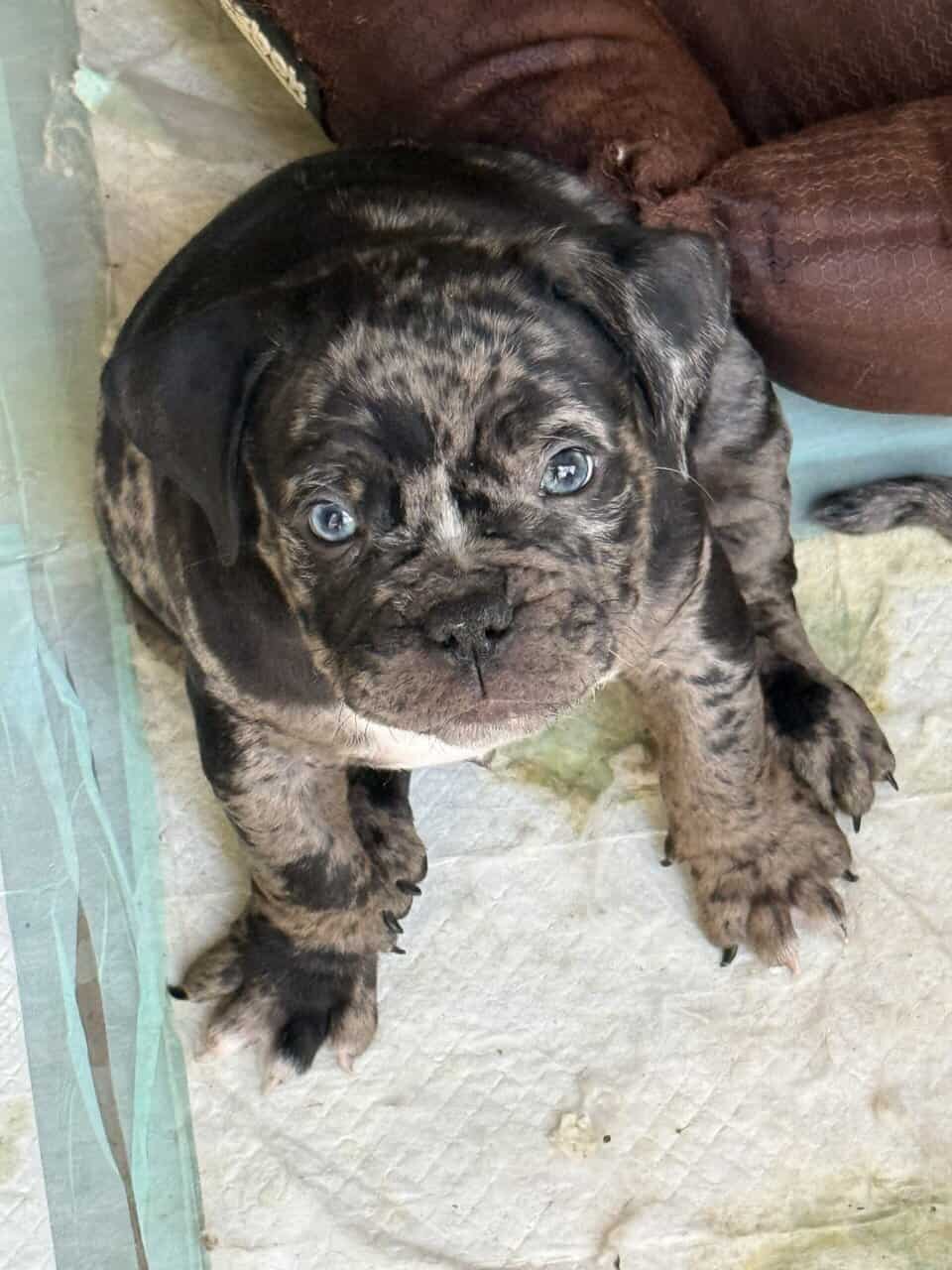 American Bully x English Bulldog Puppies – Unique image 1