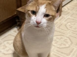 Lovely Garfield for Adoption