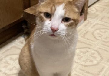 Lovely Garfield for Adoption