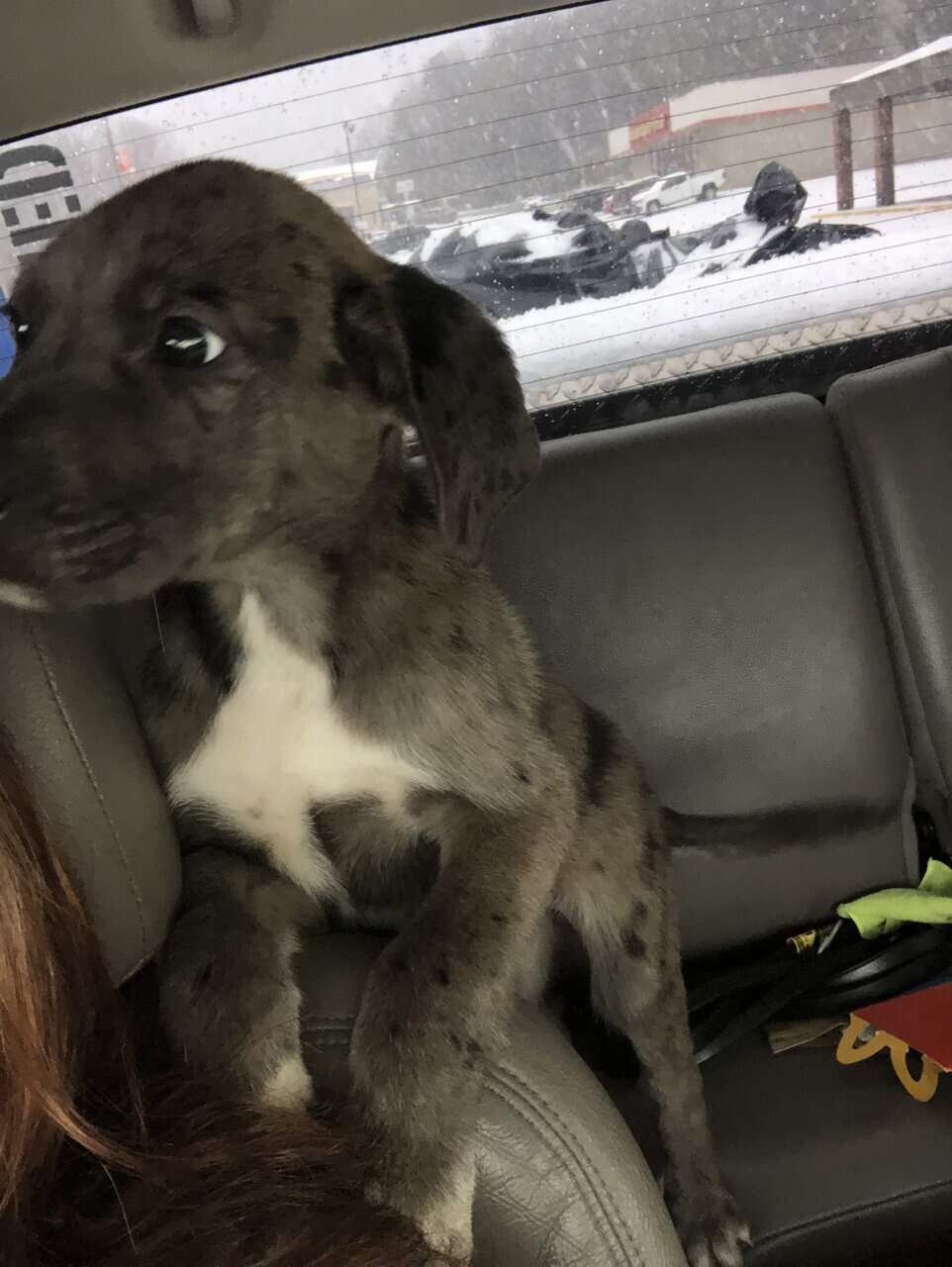 1 Year old Great Dane Mix image 4
