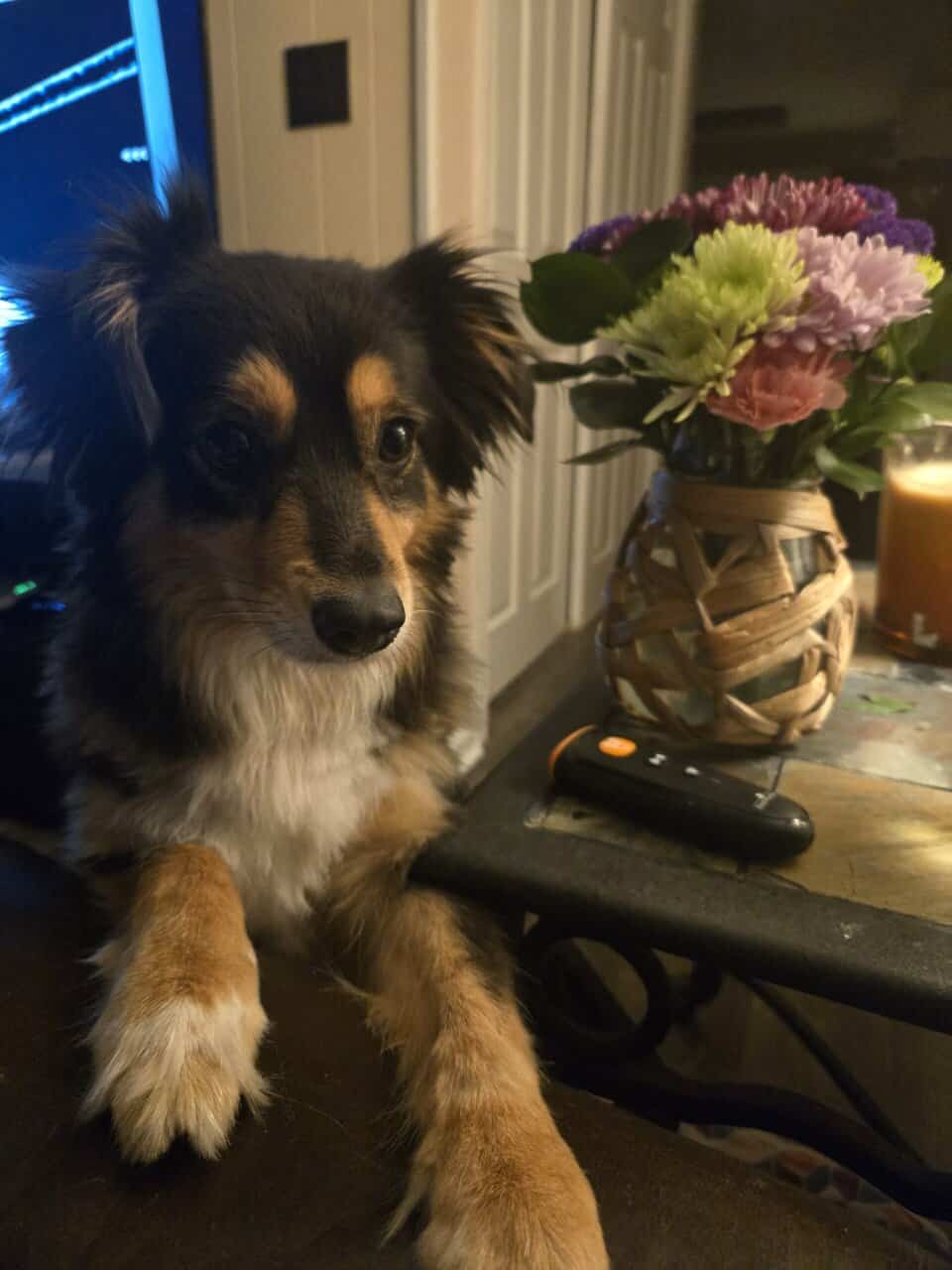 Free mini Australian shepherds image 1