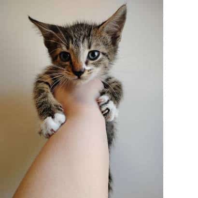 9 Week old kitten text/call for pics image 2