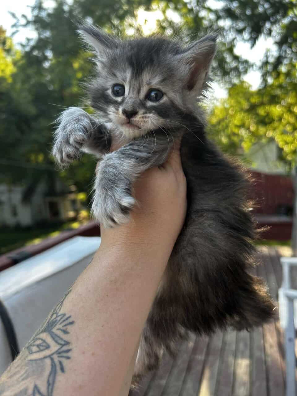 Maine Coon Kittens (Full Moon MCC) image 1