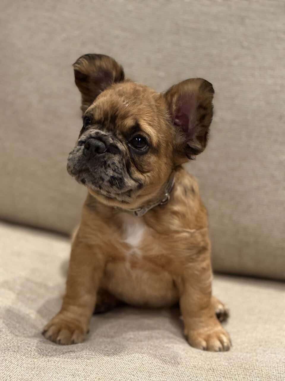 Fluffy Frenchies image 3
